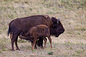  Bison, bison bison, cow nursing calf, Waterton Lakes National Park, Alberta, Canada 