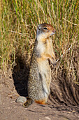  Columbia ground squirrel, Urocitellus columbianus, Spermophilus columbianus, adult, Jasper National Park, Alberta, Canada 