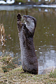  European otter, Lutra lutra, adult standing on its hind legs, Schleswig-Holstein, Germany 