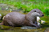  European otter, Lutra lutra, adult eating fish, Mecklenburg-Western Pomerania, Germany 