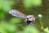  European otter, Lutra lutra, adult otter in the water, Mecklenburg-Western Pomerania, Germany 