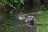  European otter, Lutra lutra, adult otter in the water, Mecklenburg-Western Pomerania, Germany 