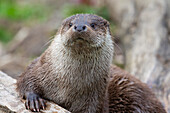  European otter, Lutra lutra, adult, portrait, Mecklenburg-Western Pomerania, Germany 