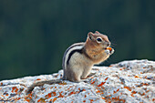  Golden-mantled ground squirrel, Spermophilus lateralis, adult ground squirrel, Alberta, Canada 