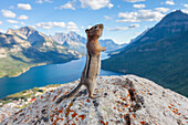  Golden-mantled ground squirrel, Spermophilus lateralis, adult ground squirrel, Waterton Lakes National Park, Alberta, Canada 