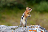  Golden-mantled ground squirrel, Spermophilus lateralis, adult ground squirrel, Alberta, Canada 