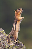  Golden-mantled ground squirrel, Spermophilus lateralis, adult ground squirrel, Alberta, Canada 