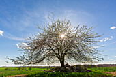  Cherry tree, Prunus avium, flowering tree in spring, Mecklenburg-Vorpommern, Germany 