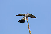  Cuckoo, Cuculus canorus, adult male sitting on a branch, grey color variant, Mecklenburg-Western Pomerania, Germany 