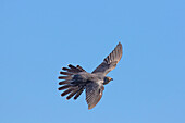  Cuckoo, Cuculus canorus, adult male in flight, grey color variant, Mecklenburg-Western Pomerania, Germany 