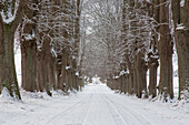  Winderlinde, Tilia cordata, avenue, winter, Schleswig-Holstein, Germany 