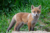  Red fox, Vulpes vulpes, pup, spring, Schleswig-Holstein, Germany 