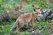  Red fox, Vulpes vulpes, pup, spring, Schleswig-Holstein, Germany 