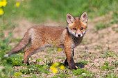  Red fox, Vulpes vulpes, pup, spring, Schleswig-Holstein, Germany 