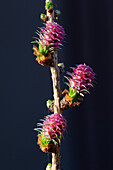  European larch (Larix decidua), female inflorescence, Schleswig-Holstein, Germany 