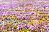  Opposite-leaved saxifrage, Red saxifrage, Saxifraga oppositifolia, flowering plant, Spitsbergen, Norway 