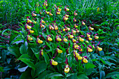  Yellow Lady&#39;s Slipper, Cypripedium calceolus, flower, Vaermland, Sweden 