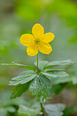  Yellow Windflower, Anemone ranunculoides, flowering plant, Schleswig-Holstein, Germany 