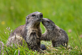  Marmot, Marmota marmota, adult with young, summer, Hohe Tauern National Park, Austria 