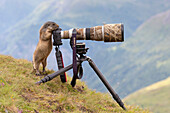 Murmeltier, Marmota marmota, Alttier an einer Fotokamera, Nationalpark Hohe Tauern, Kärnten, Österreich