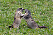  Marmot, Marmota marmota, fighting marmots, summer, Hohe Tauern National Park, Austria 