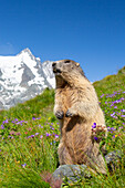  Marmot, Marmota marmota, adult animal, Hohe Tauern National Park, Austria 