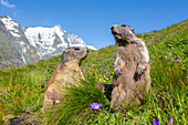  Marmot, Marmota marmota, adult animals in the Alps, Hohe Tauern National Park, Austria 