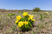  Spring Adonis, Adonis vernalis, flowering plant, Burgenland, Austria 