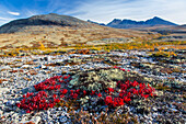  Alpine Bearberry, Arctostaphylos alpina, plant in autumn color, Lapland, Sweden 