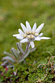  Alpine Edelweiss, Leontopodium nivale, blooming, Hohe Tauern National Park, Carinthia, Austria 