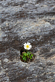  Alpine buttercup, Ranunculus alpestris, blooming, Hohe Tauern National Park, Carinthia, Austria 