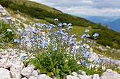 Alpen-Vergissmeinnicht, (Myosotis alpestris), blühend, Hohe Tauern Nationalpark, Kärnten, Österreich