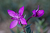  Arctic willowherb, Chamaenerion latifolium, flower, West-Groenland, Groenland 