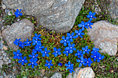  Bavarian Gentian, Gentiana bavarica, blooming, Hohe Tauern National Park, Carinthia, Austria 