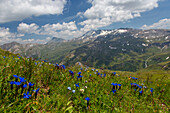 Bayerischer Enzian, (Gentiana bavarica), blühend, Nationalpark Hohe Tauern, Kärnten, Österreich