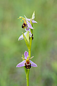 Bienen-Ragwurz (Ophrys apifera), blühend, Thüringen, Deutschland