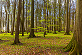  European beech, Fagus sylvatica, beech forest in spring, Mecklenburg-Vorpommern, Germany 