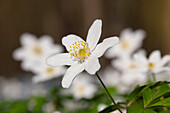  Wood anemone, Anemone nemorosa, blooming, Schleswig-Holstein, Germany 