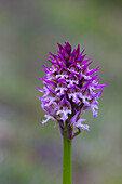  Trident orchid, Orchis tridentata, flowering plant, Thuringia, Germany 