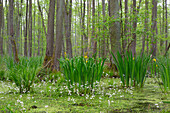  Black alder, Alnus glutinosa, Yellow iris, Iris pseudacorus, Water fern, Hottonia palustris, Alder swamp forest, Saxony-Anhalt, Germany 