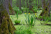  Black alder, Alnus glutinosa, Yellow iris, Iris pseudacorus, Alder swamp forest, Saxony-Anhalt, Germany 