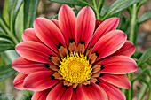 Gazania, or Treasure Flower close up. Scientific name: Gazania rigens.