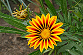 Gazania, or Treasure Flower close up. Scientific name: Gazania rigens.