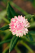 Close up of a pink strawflower (Helichrysum bracteata, or Helichrysum bracteatum) growing in a garden.