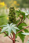 Close up of a castor oil plant (Ricinus communis) with seedpods growing in allotment garden.