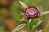 Close up of a red strawflower (Helichrysum bracteata, or Helichrysum bracteatum) growing in a garden.