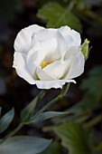 Close up of a White Lisianthus flower (Eustoma Grandiflorum) growing in a garden.