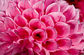 Close up of pink Dahlia flower petals covered with morning dew.