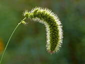 Close up of green bristle-grass inflorescence (Setaria viridis) growing in a garden.