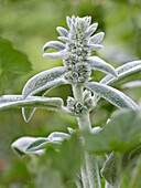 Top part of Lamb's-Ear, or Woolly Hedgenettle plant with stem, leaves and flower buds. Scientific name: Stachys byzantina (syn. Stachys lanata).